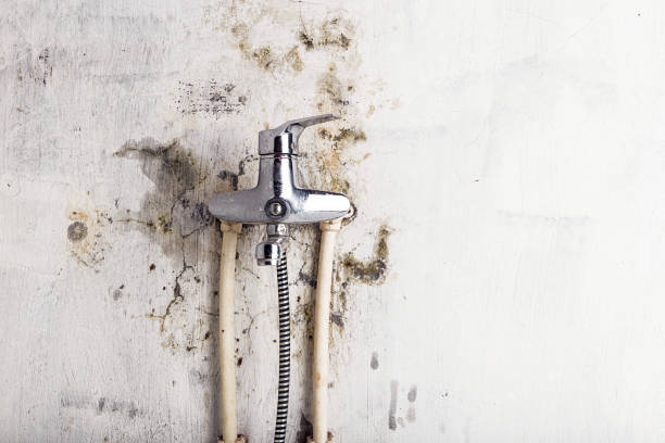 Best Certified Mold Removal  in Gambier, OH