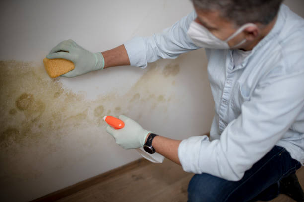Best Best Mold Removal Companies  in Gambier, OH