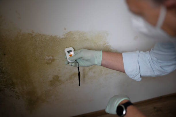 Best Local Mold Removal Service  in Gambier, OH
