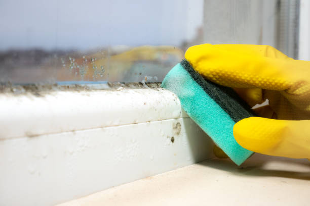 Best Professional Mold Removal  in Gambier, OH