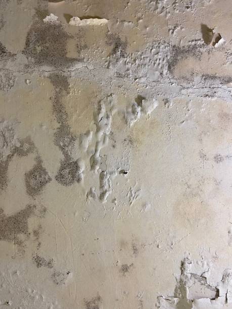 Best Mold Removal Near Me  in Gambier, OH