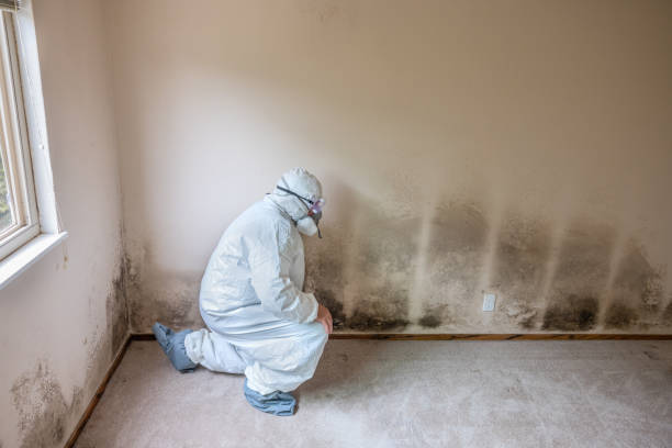 Best Fast Mold Removal  in Gambier, OH