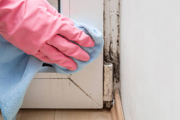 Best Affordable Mold Removal  in Gambier, OH