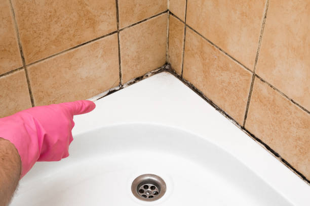 Best Certified Mold Removal  in Gambier, OH